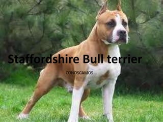 Staffordshire Bull terrier 
CONOSCAMOS…. 
 