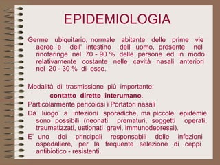 EPIDEMIOLOGIA Germe  ubiquitario, normale  abitante  delle  prime  vie  aeree e  dell' intestino  dell' uomo, presente  nel  rinofaringe  nel  70 - 90 %  delle  persone  ed  in  modo  relativamente  costante  nelle  cavità  nasali  anteriori  nel  20 - 30 %  di  esse. Modalità  di  trasmissione  più  importante:  contatto  diretto  interumano . Particolarmente pericolosi i Portatori nasali Dà  luogo  a  infezioni  sporadiche, ma piccole  epidemie sono possibili (neonati  prematuri, soggetti  operati, traumatizzati, ustionati  gravi, immunodepressi). E’ uno  dei  principali  responsabili  delle  infezioni  ospedaliere, per la frequente selezione di ceppi  antibiotico - resistenti. 