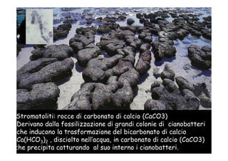 La terra primordiale




Stromatoliti: rocce di carbonato di calcio (CaCO3)
 Derivano dalla fossilizzazione di grandi colonie di cianobatteri
 che inducono la trasformazione del bicarbonato di calcio
 Ca(HCO3)2 , disciolto nell’acqua, in carbonato di calcio (CaCO3)
che precipita catturando al suo interno i cianobatteri.
 