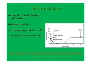 la Fotosintesi
Mantiene alto il livello d’ossigeno
  nell’atmosfera.

Ossigeno consumato :

- da tutte le specie animali => CO2

- dagli elementi che sono “ossidati”.




 Senza fotosintesi , O scomparirebbe in pochissimo tempo dall’ atmosfera
 