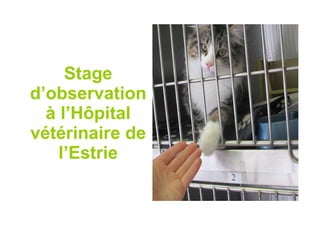 Stage d’observation à l’Hôpital vétérinaire de l’Estrie 
