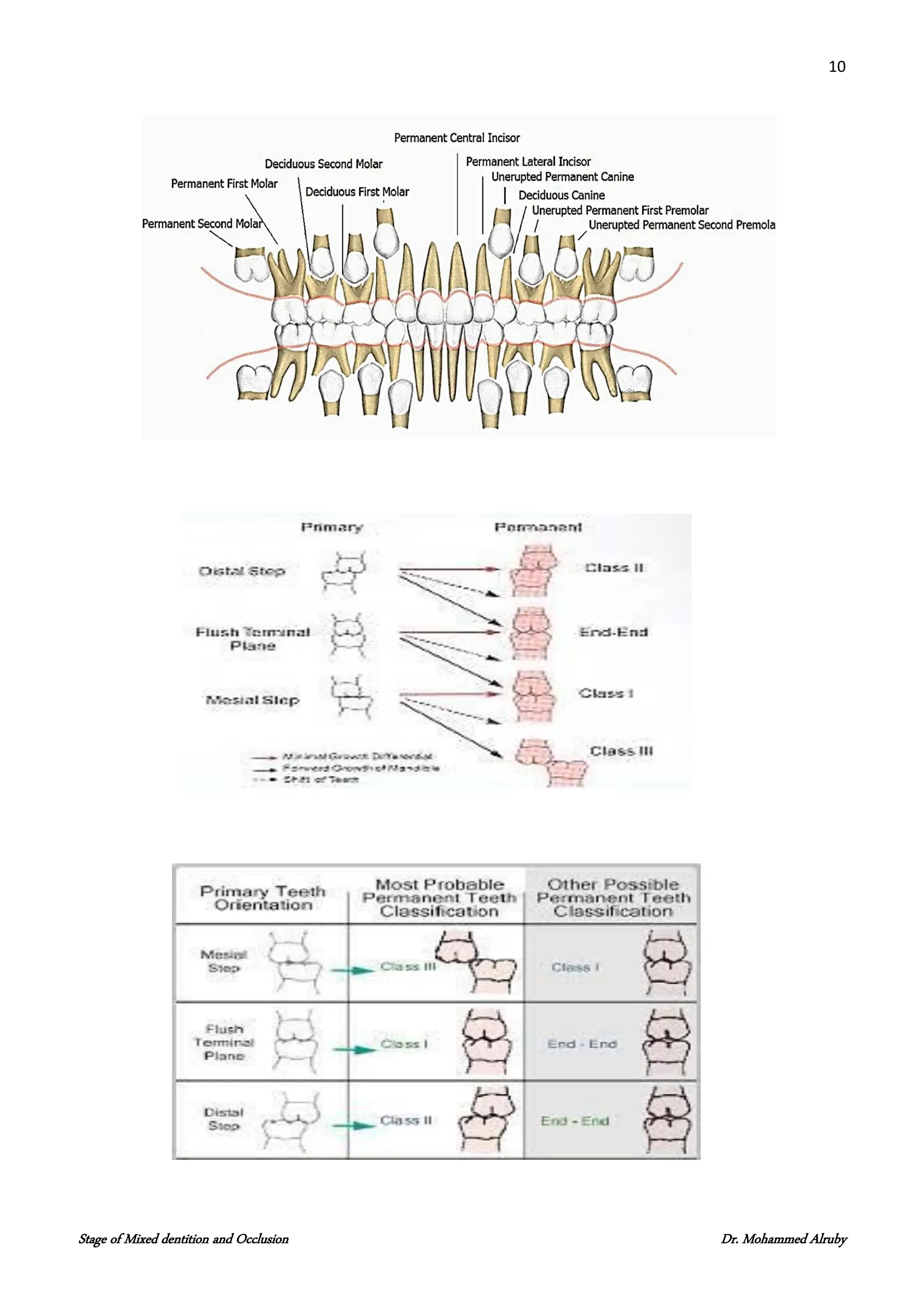10
Stage of Mixed dentition and Occlusion Dr. Mohammed Alruby
 