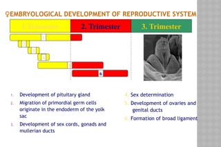 Comprehensive Overview of Female Reproductive System Development and ...