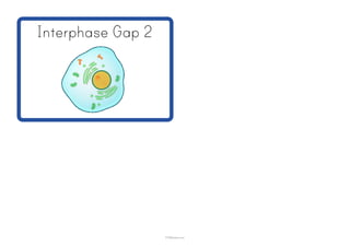 Interphase Gap 2
Powered by TCPDF (www.tcpdf.org)
STEMsheets.com
 