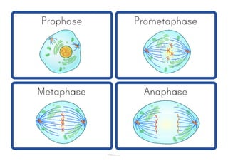 Prophase Prometaphase
Metaphase Anaphase
STEMsheets.com
 