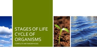 STAGES OF LIFE
CYCLE OF
ORGANISMS
COMPLETE METAMORPHOSIS
 