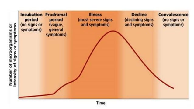 STAGES INFECTION.pptx | Skin and Dermatology | Diseases and Conditions