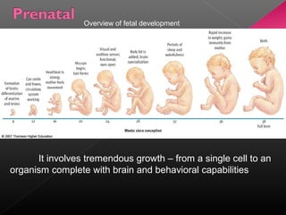 Stages of Development and Developmental Tasks