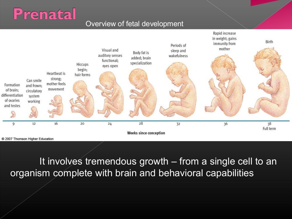 Stages of Development and Developmental Tasks