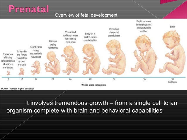 developmental tasks definition