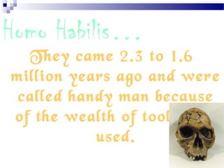 Homo Habilis…
They came 2.3 to 1.6
million years ago and were
called handy man because
of the wealth of tools they
used.
 
