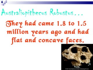 Australiopithecus Robustus…
They had came 1.8 to 1.5
million years ago and had
flat and concave faces.
 