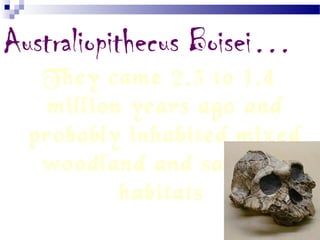 Australiopithecus Boisei…
They came 2.3 to 1.4
million years ago and
probably inhabited mixed
woodland and savanna
habitats.
 