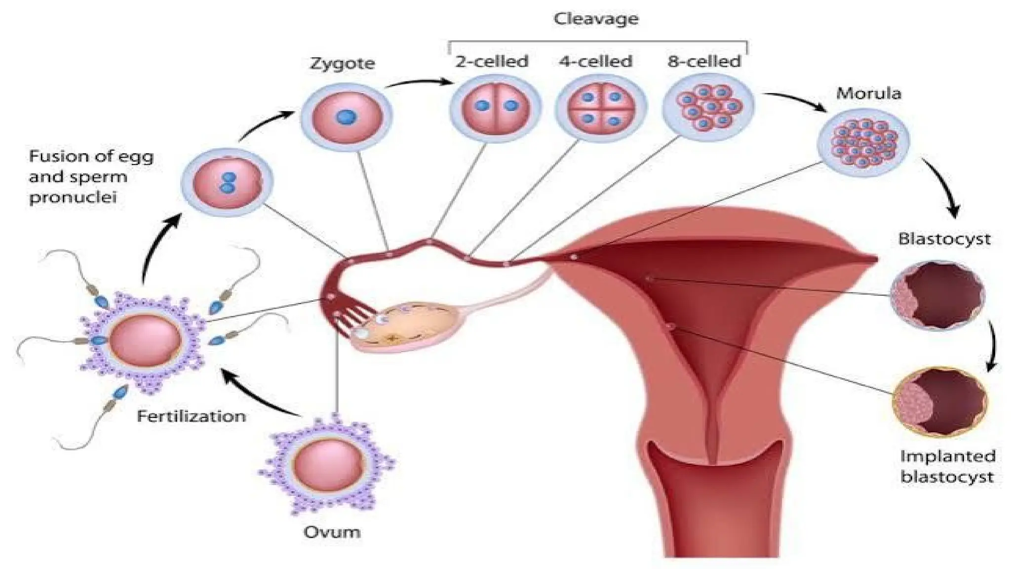 stages of fetal development physiology of pregnancy PPTX