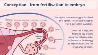 stages of fetal development physiology of pregnancy | PPTX