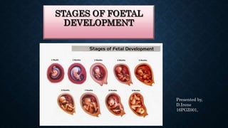 STAGES OF FOETAL
DEVELOPMENT
Presented by,
D.Irene
16PGZ001,
 