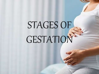 STAGES OF
GESTATION
 