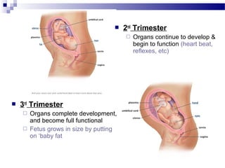  2nd
Trimester
 Organs continue to develop &
begin to function (heart beat,
reflexes, etc)
 3rd
Trimester
 Organs complete development,
and become full functional
 Fetus grows in size by putting
on ‘baby fat
 