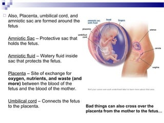  Also, Placenta, umbilical cord, and
amniotic sac are formed around the
fetus
Amniotic Sac – Protective sac that
holds the fetus.
Amniotic fluid – Watery fluid inside
sac that protects the fetus.
Placenta – Site of exchange for
oxygen, nutrients, and waste (and
more) between the blood of the
fetus and the blood of the mother.
Umbilical cord – Connects the fetus
to the placenta. Bad things can also cross over the
placenta from the mother to the fetus…
 