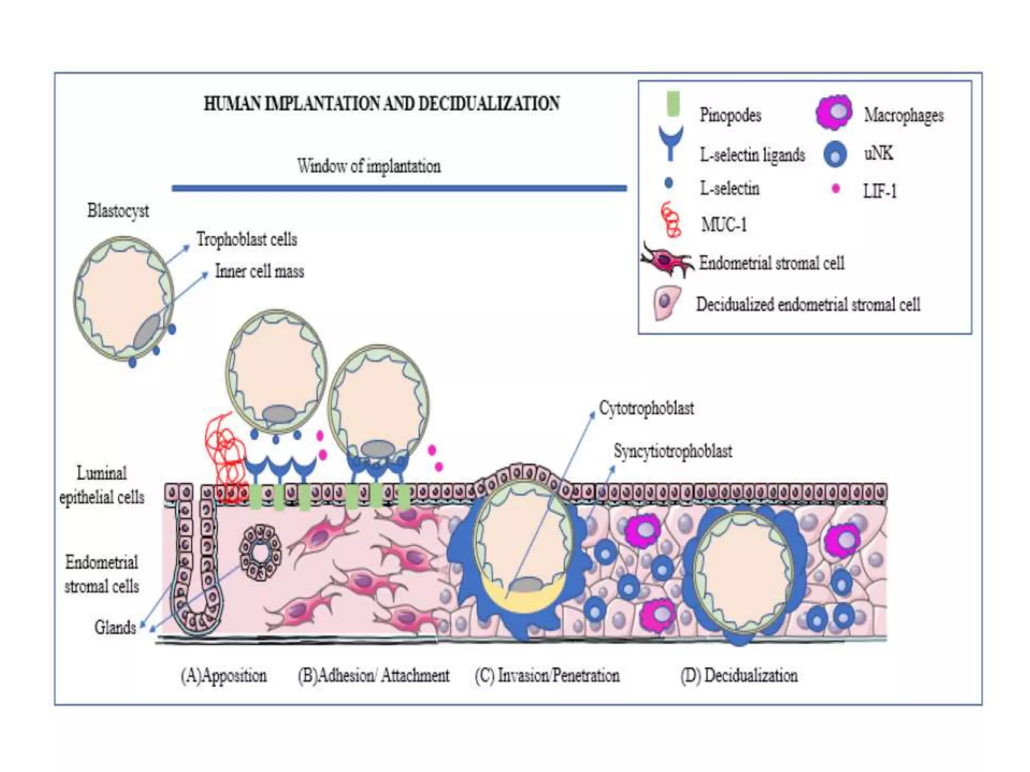 Implantation Example stages of implantation.pptx