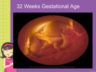 Stages of life | PPT
