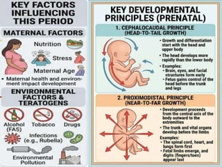 Stages of Life Span Development | PDF