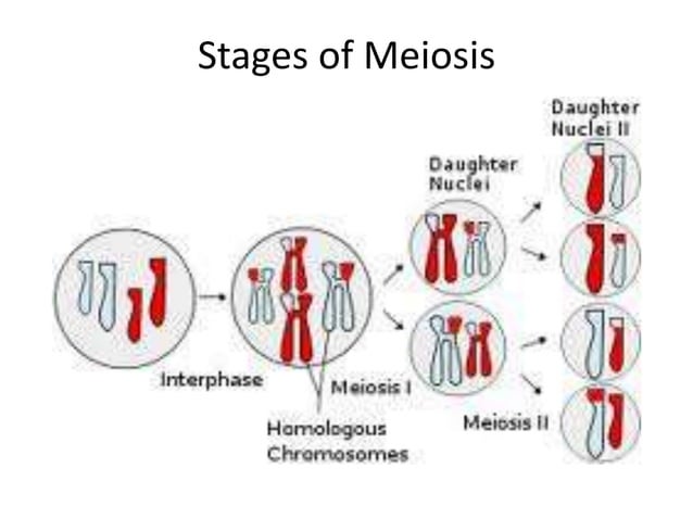 Stages of meiosis | PPT