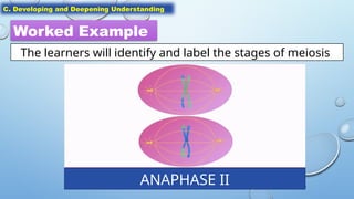 Anaohase Example Cell Division - Stages of Meiosis and Mitosis .pptx