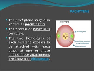 stages_OF_MEIOSIS.pptstages_OF_MEIOSIS.ppt