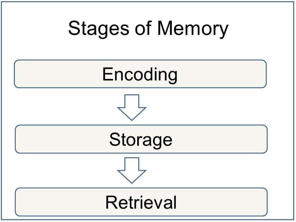 Stages of memory encoding storage and retrieval