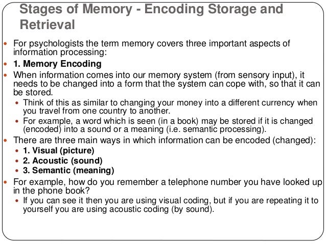 Stages of memory encoding storage and retrieval