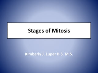 Stages of Mitosis
Kimberly J. Luper B.S. M.S.
 
