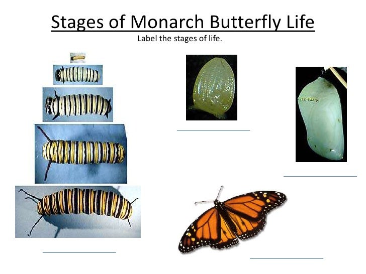 Stages of monarch butterfly life