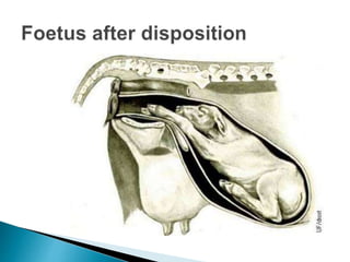  Refers to expulsion of foetus.
 In polytocous species stage cannot be separated from
3rd stage.
 Sign: Apperance of ab...