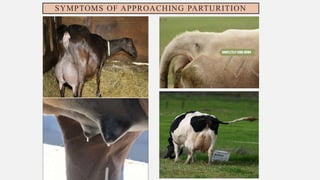 Comprehensive Overview of Parturition in Domestic Animals: Physiology ...
