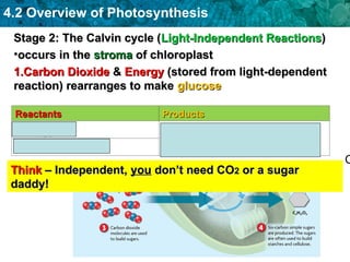 Stages of Photosynthesis WITH QUIZ AND ACTICITIES | PPT