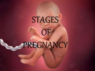 STAGES
OF
PREGNANCY
 