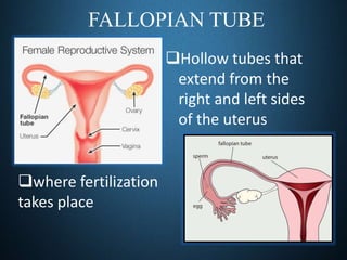 Stages of pregnancy | PPTX