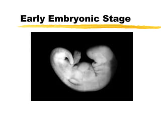 Early Embryonic Stage

 