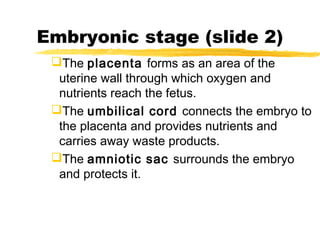 Embryonic stage (slide 2)
The placenta forms as an area of the
uterine wall through which oxygen and
nutrients reach the fetus.
The umbilical cord connects the embryo to
the placenta and provides nutrients and
carries away waste products.
The amniotic sac surrounds the embryo
and protects it.

 