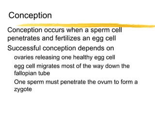 Conception
Conception occurs when a sperm cell
penetrates and fertilizes an egg cell
Successful conception depends on
ovaries releasing one healthy egg cell
egg cell migrates most of the way down the
fallopian tube
One sperm must penetrate the ovum to form a
zygote

 