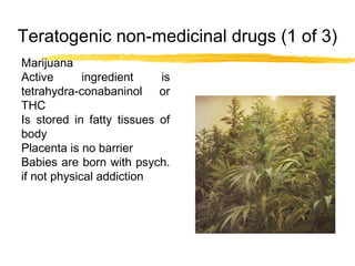 Teratogenic non-medicinal drugs (1 of 3)
Marijuana
Active
ingredient
is
tetrahydra-conabaninol or
THC
Is stored in fatty tissues of
body
Placenta is no barrier
Babies are born with psych.
if not physical addiction

 