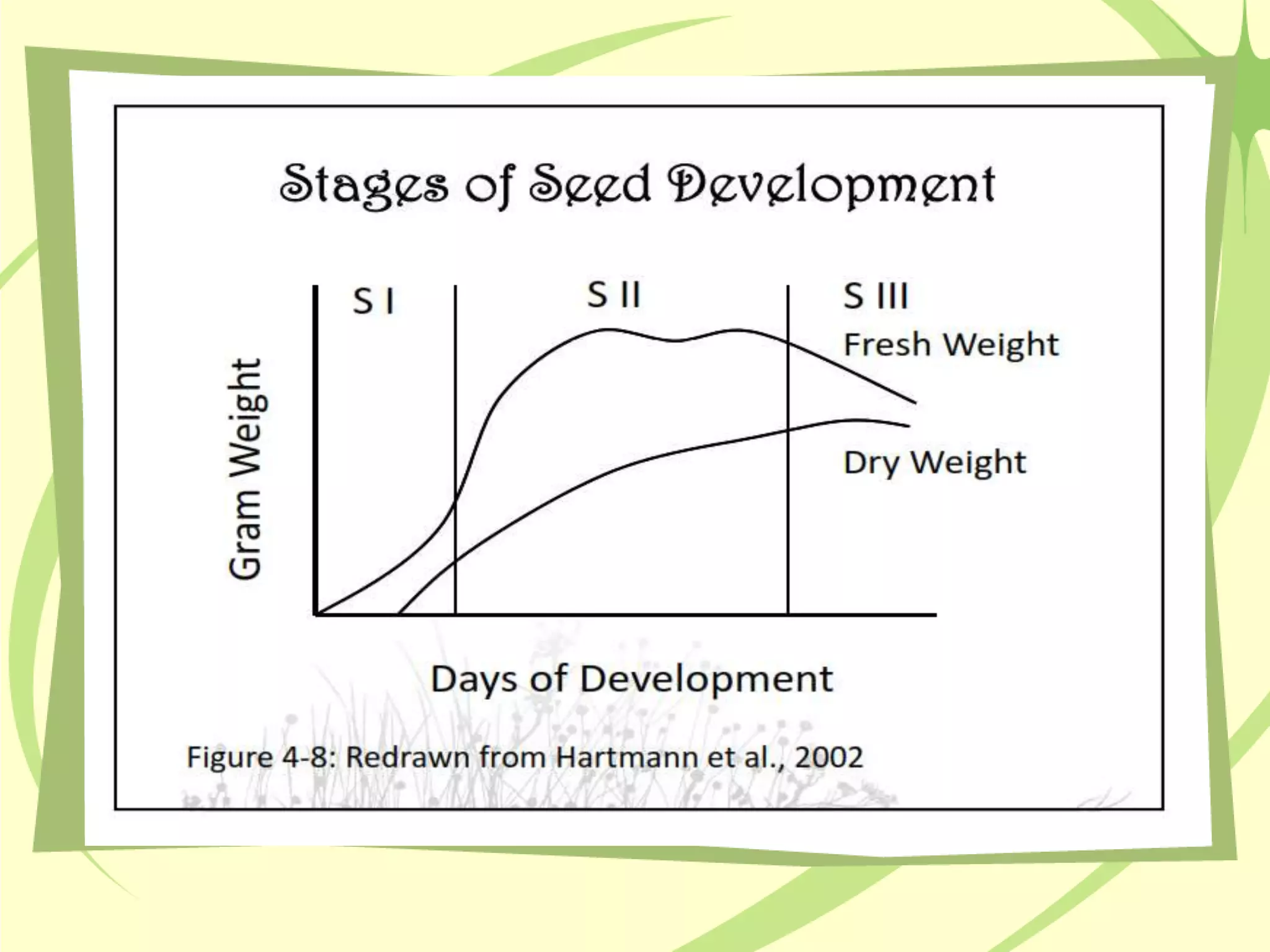 Stages of seed development