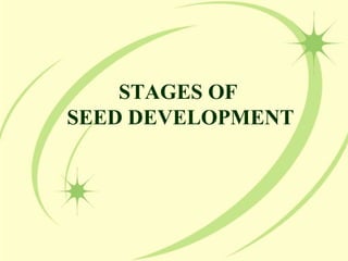 STAGES OF
SEED DEVELOPMENT
 