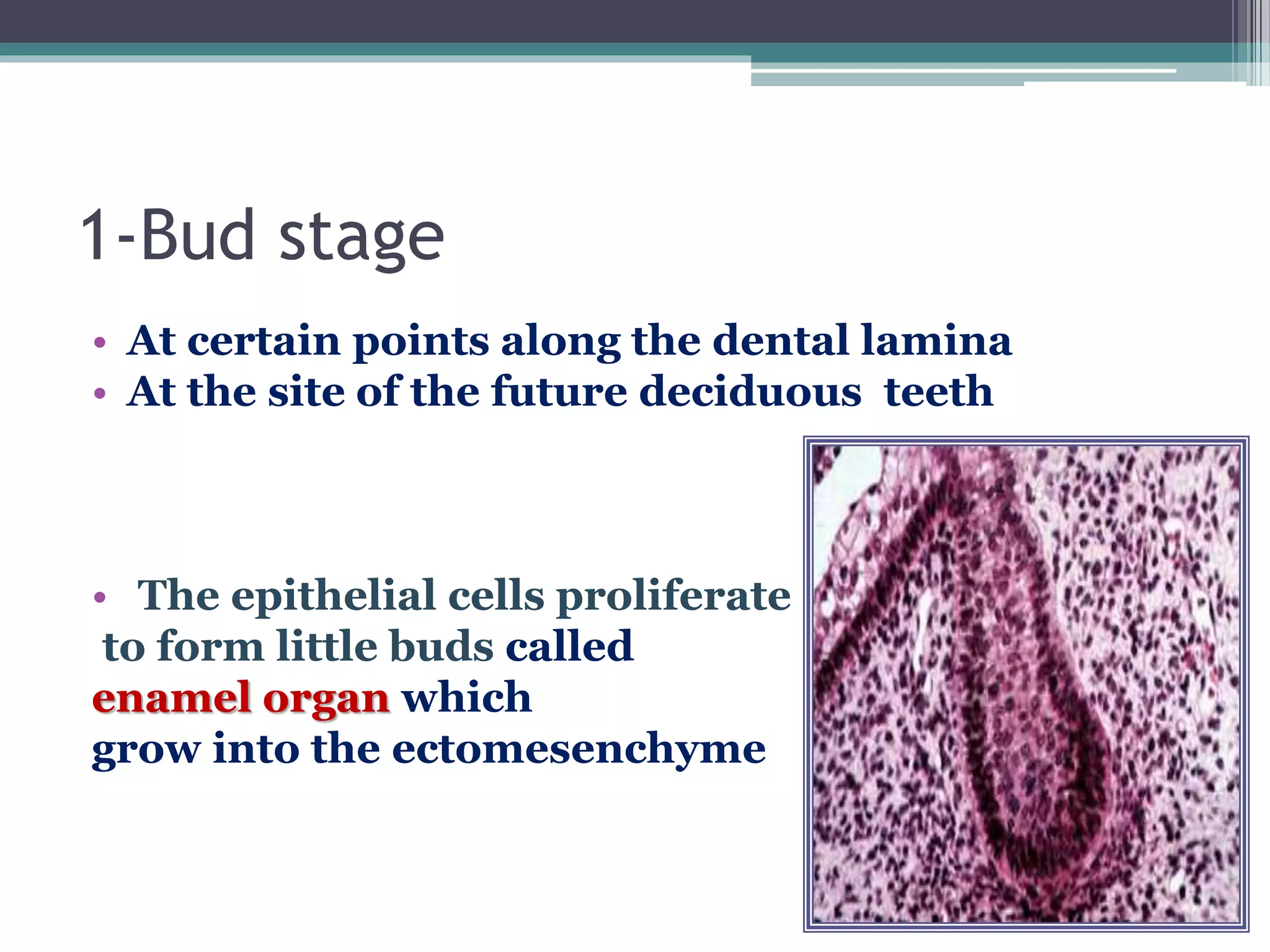 1-Bud stage
• At certain points along the dental lamina
• At the site of the future deciduous teeth
• The epithelial cells proliferate
to form little buds called
enamel organ which
grow into the ectomesenchyme
 