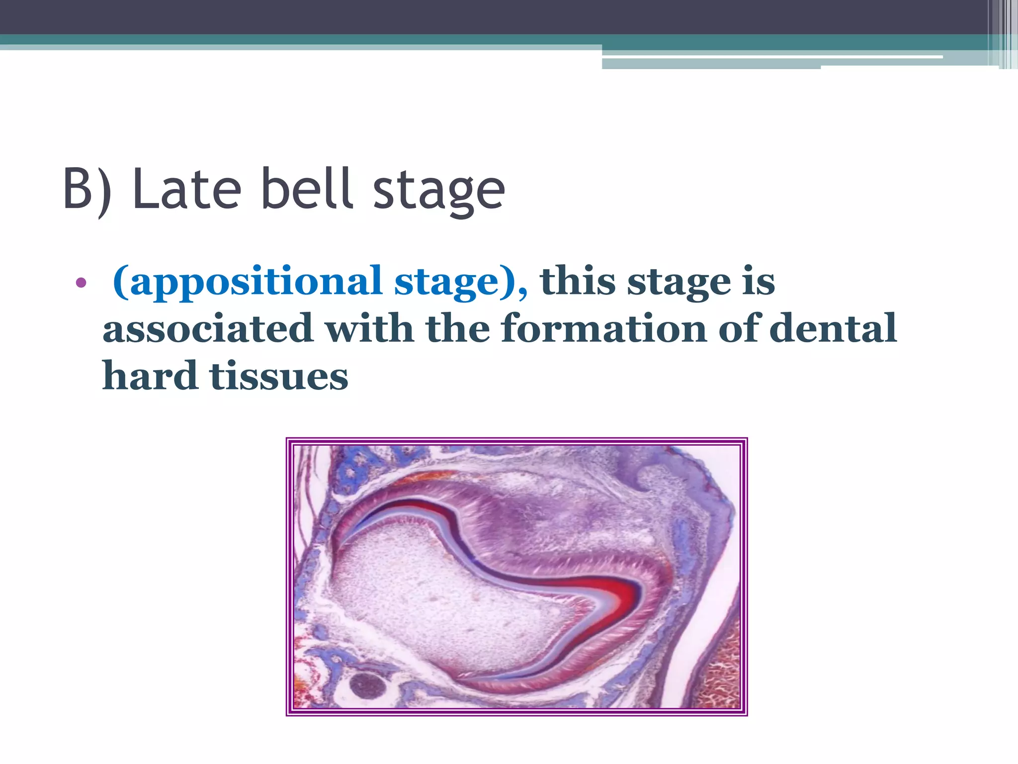 B) Late bell stage
• (appositional stage), this stage is
associated with the formation of dental
hard tissues
 
