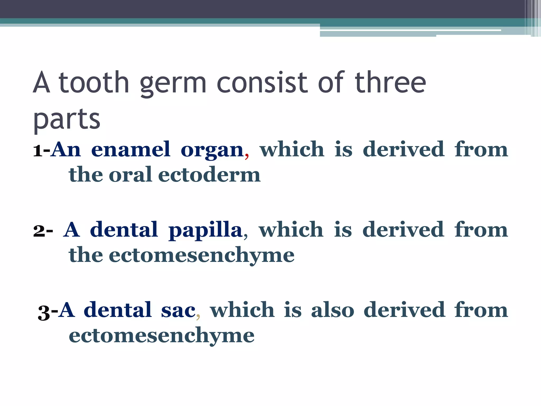 A tooth germ consist of three
parts
1-An enamel organ, which is derived from
the oral ectoderm
2- A dental papilla, which is derived from
the ectomesenchyme
3-A dental sac, which is also derived from
ectomesenchyme
 