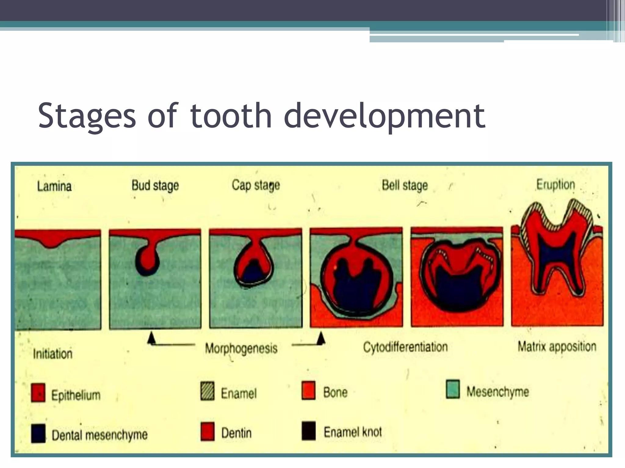 Stages of tooth development
 