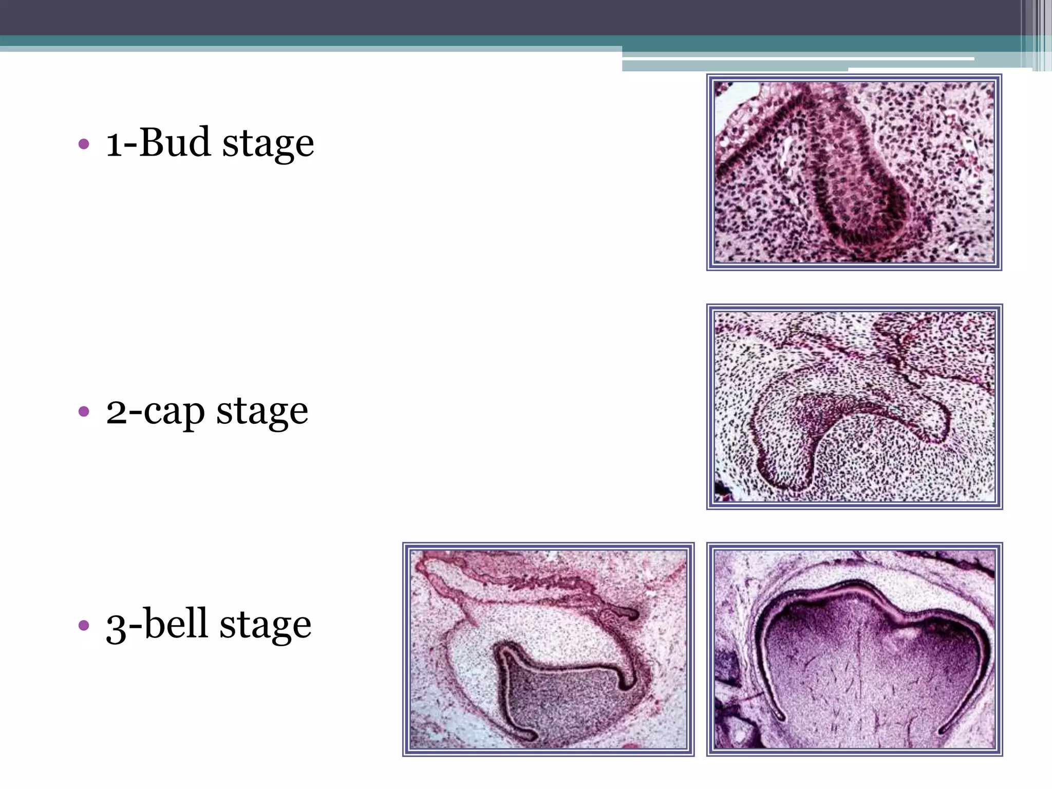 • 1-Bud stage
• 2-cap stage
• 3-bell stage
 