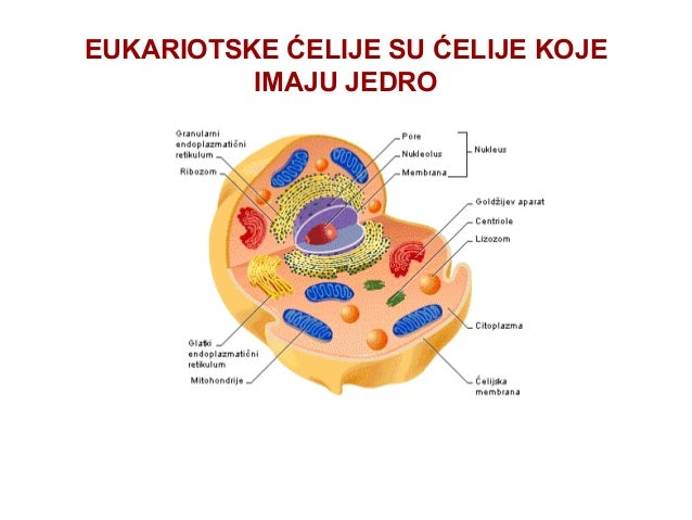 Izučavanje ćelija